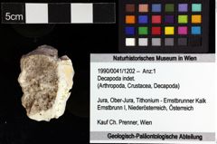 Foto (Objket + Etiketten) von Decapoda indet. 